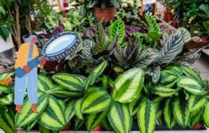 Explora el mundo verde con tu celular